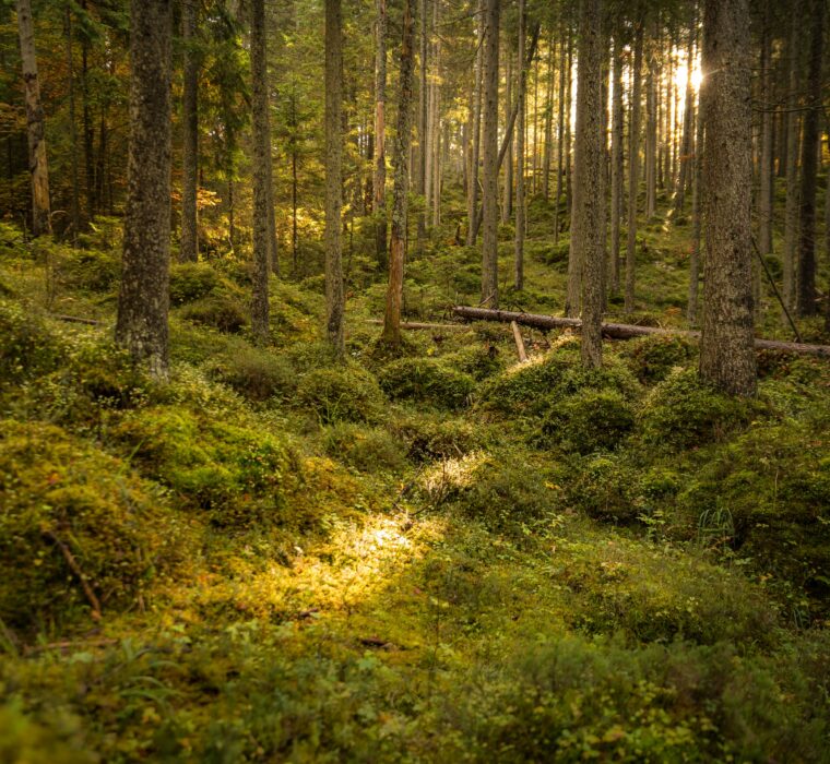 Como uma agência google ads em Porto Alegre pode ajudar a acelerar a geração de leads do seu negócio?