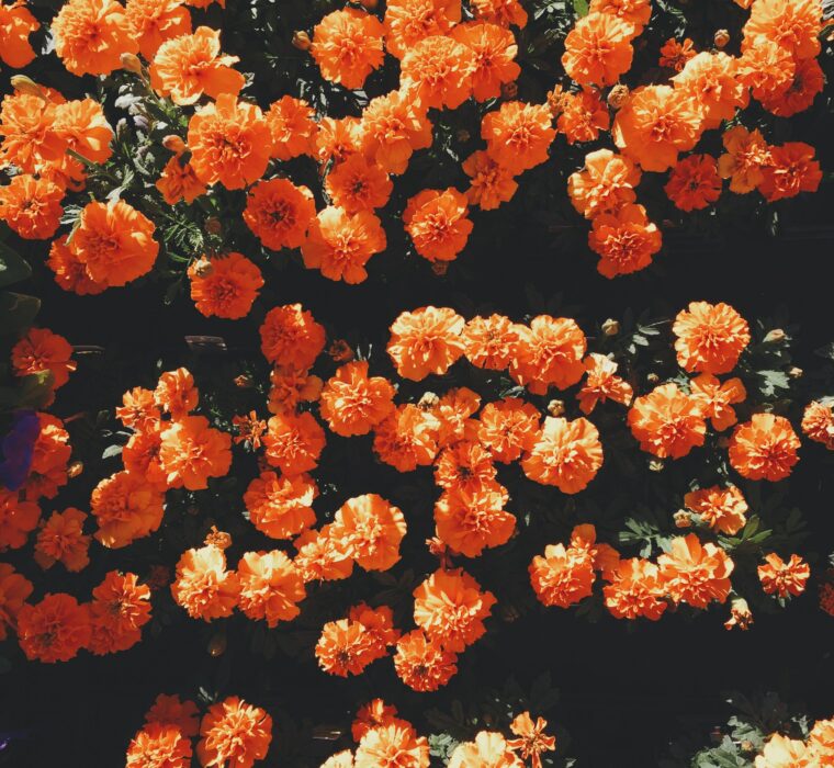 Consultor SEO Porto Alegre: Guia completo para empresas