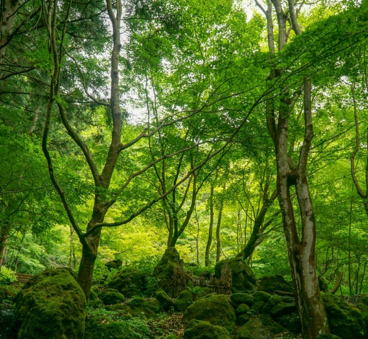 Qual a importância do seo local para médicos e clínicas?