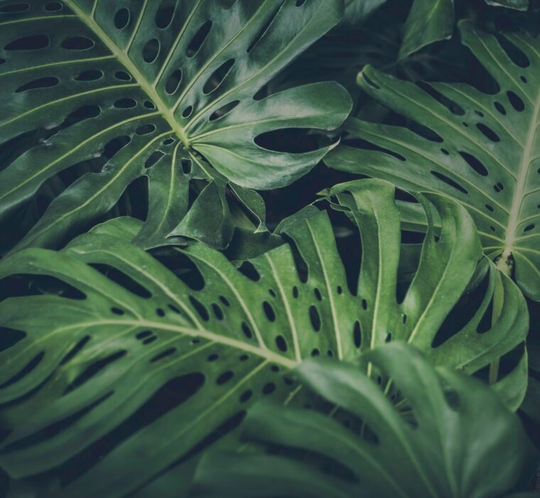 Criptomoeda dePIN BLESS